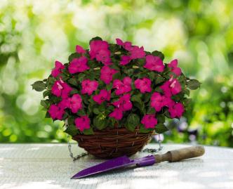 IMPATIENS LOLLIPOP ROSA CARMINIO NR.1000 SEMI